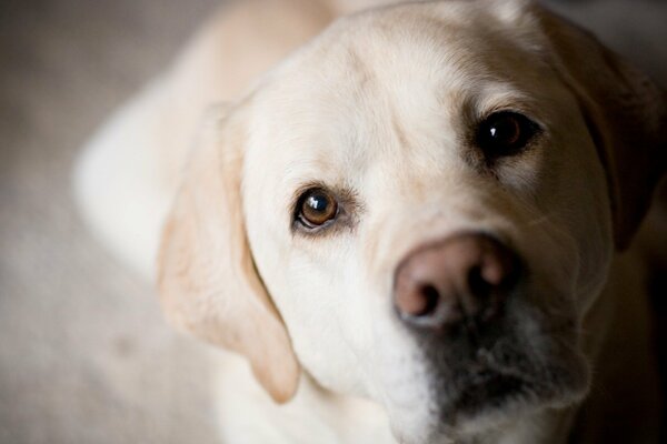 Labrador dorato su sfondo beige