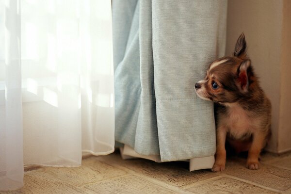 The puppy is on the floor behind the curtains. Interest