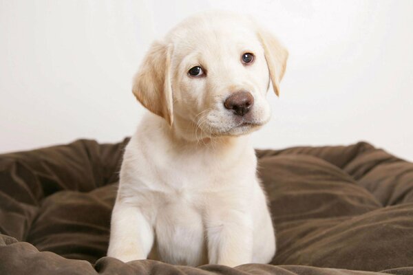 Mały szczeniak labrador siedzi na swoim leżaku