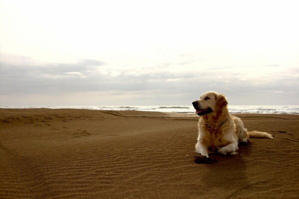 Cane d oro in riva al mare. Spiaggia sabbiosa