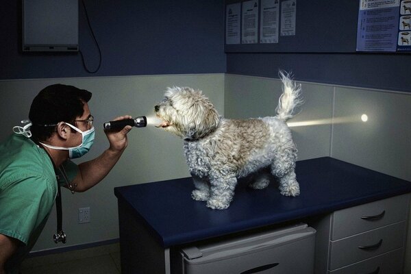 Perro en una cita con el veterinario