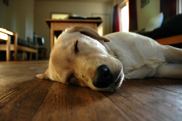 A white dog sleeps on the floor in a room