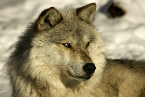 Museau Husky ressemblant à un loup