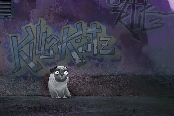 Pug on a graffiti wall background