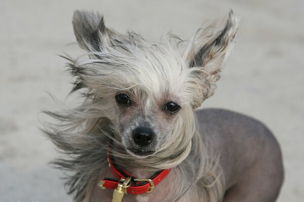 Wind ins Gesicht des Hundes