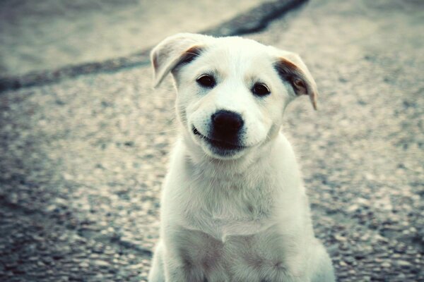 Friendly smile of a white puppy