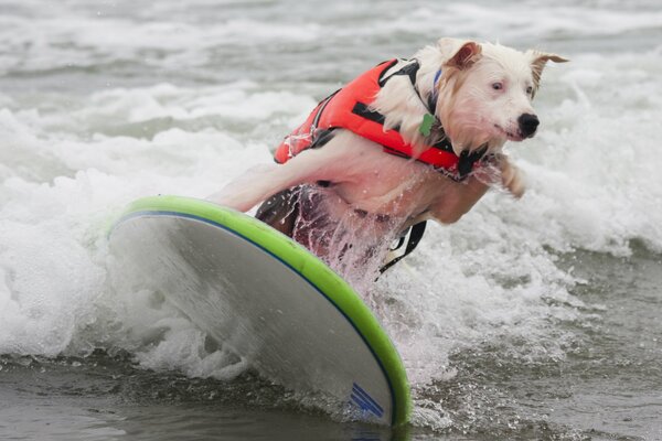 Hunde reiten auch auf dem Wasserbrett