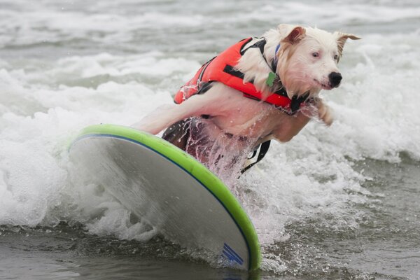 Dogs also ride on a water board