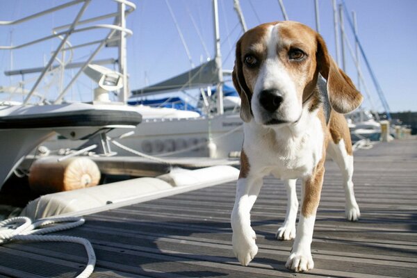 Cane che cammina sul porto turistico sullo sfondo degli yacht