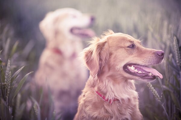 Golden dogs on a walk in the field