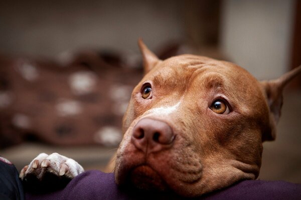 Linda mirada devota de Pitbull