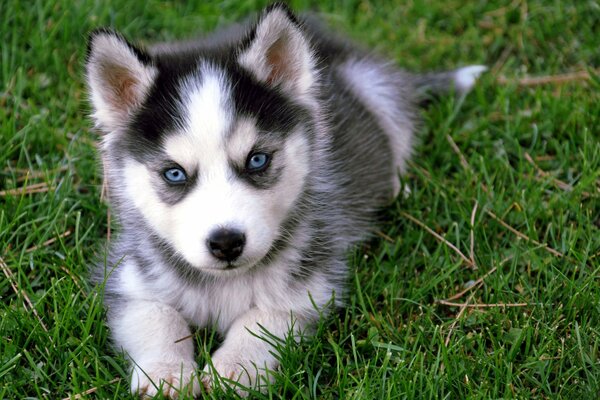 Chiot Husky tout à fait enfant dans l herbe