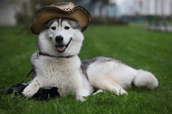 Laika poses in a cowboy hat for a photo