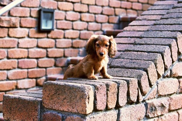 Dachshund contra una pared de ladrillo