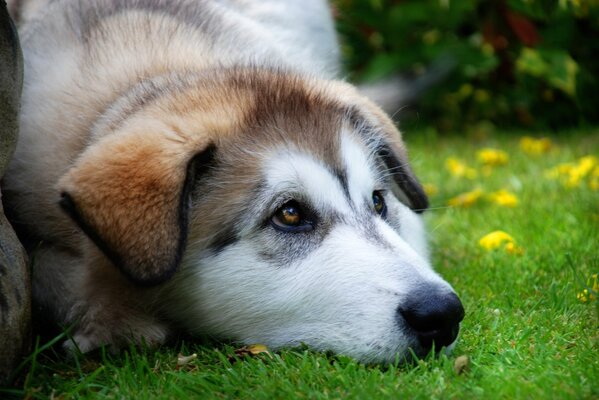 Chiot Husky se trouve sur l herbe