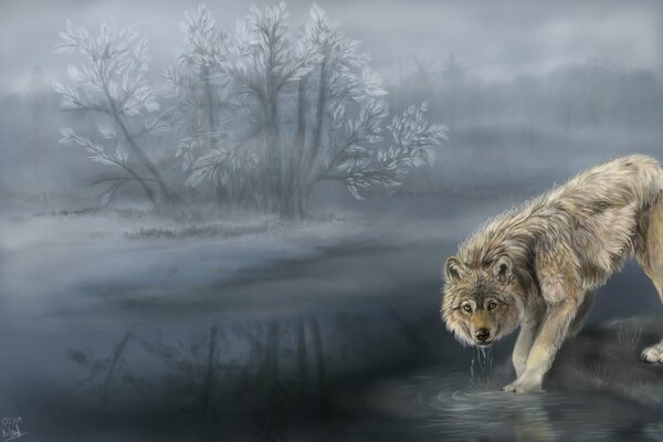 Le loup dans le brouillard boit de l eau