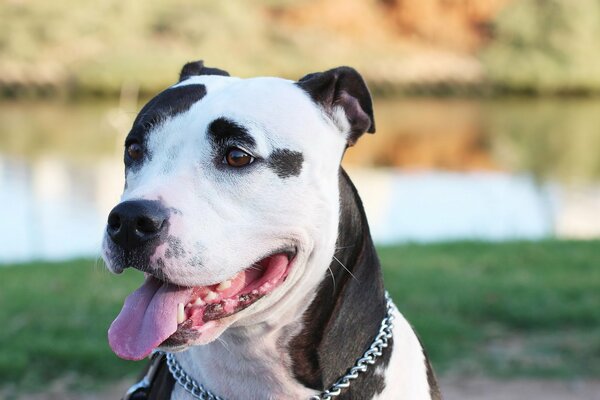 Terrier Staffordshire blanco y negro