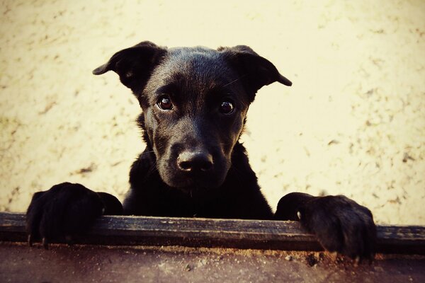 Cane nero sulla sabbia con gli occhi neri