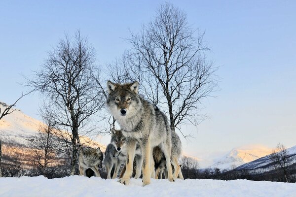 Troupeau de loups bouchent dans la forêt d hiver