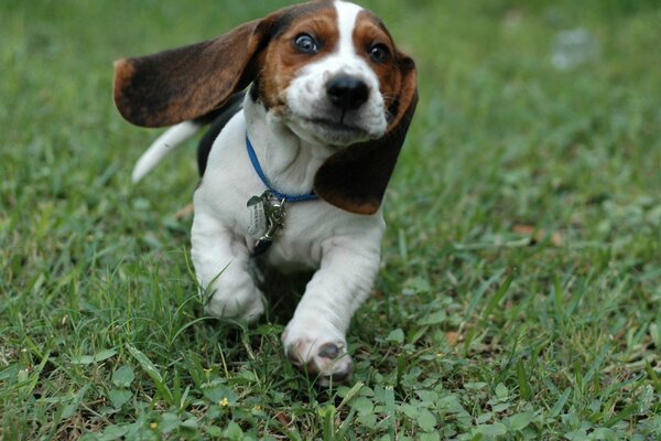 Funny dog running on the grass