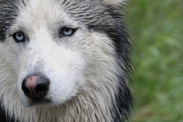 Muso di cane husky nell erba