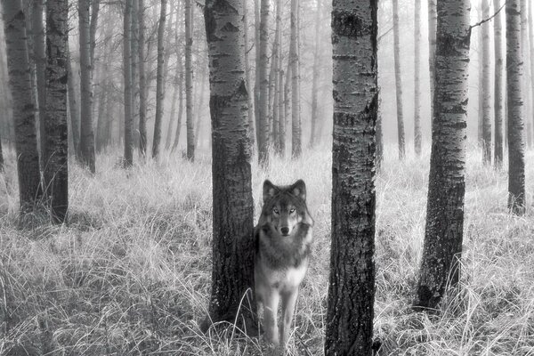 Imagen en blanco y negro de un lobo solitario entre los abedules