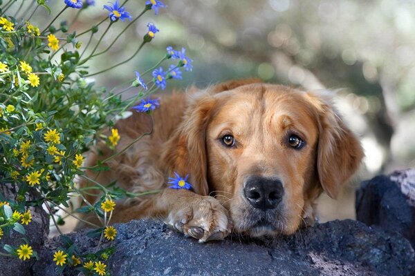 Der braune Retriever liegt neben den Wildblumen