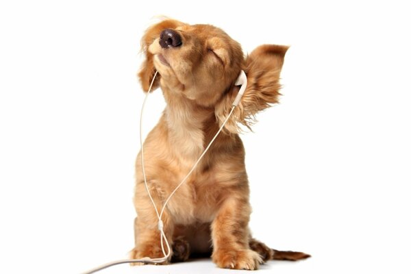 A music lover puppy listens to music with headphones