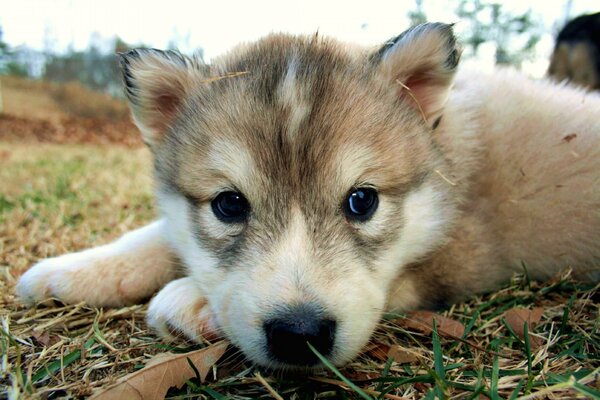 A small puppy is lying on the grass and leaves