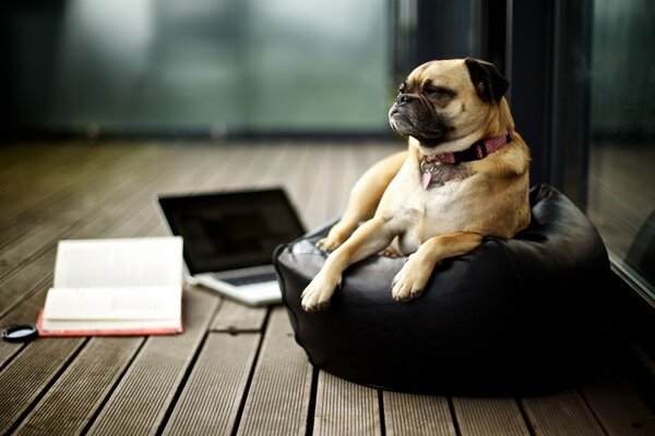 Ein Mops-Hund sitzt auf einem Kissen