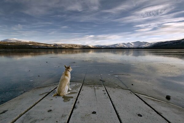 The dog looks at the lake and the mountains