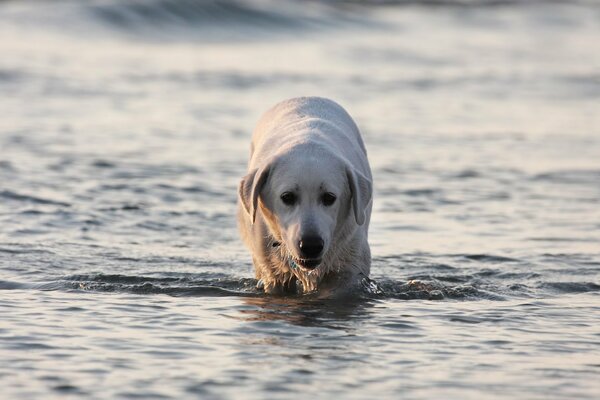 Labrador Hund spielt im Wasser am Meer