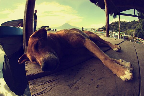 Hund schläft am Strand von Guatemala