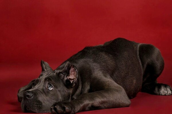 Chiot Cane-nourrir sur fond rouge. Chiot au chocolat