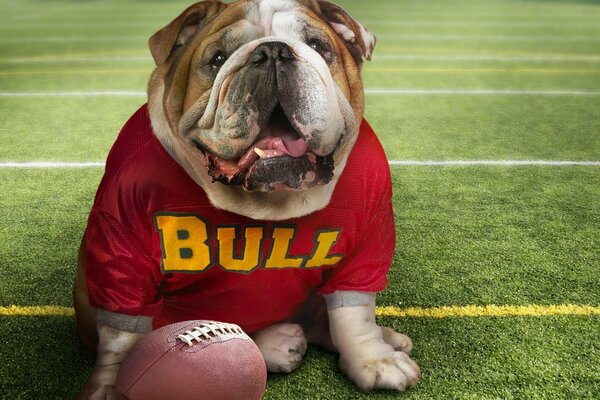 A bulldog dog with a ball is sitting