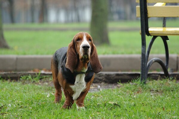 Chien sur une promenade dans le parc vert