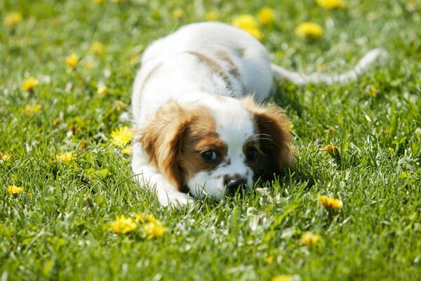 Spaniel-Welpe auf dem Rasen in Löwenzahn