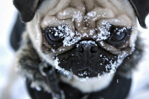 Cabeza de perro de raza Pug