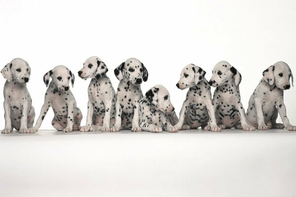 Little Dalmatians are ready for a photo shoot