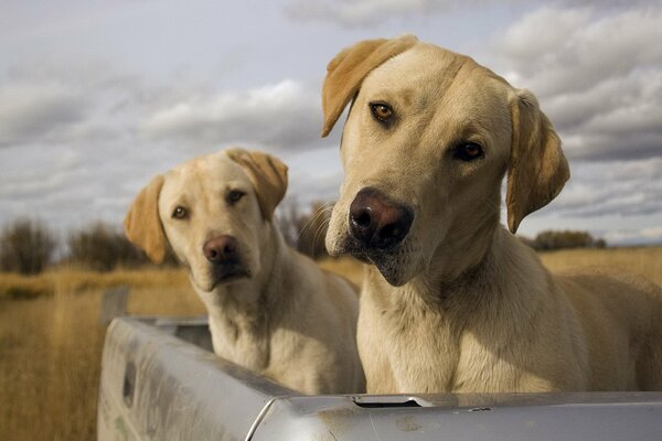 Des Jumeaux Labrador dans le coffre d une voiture