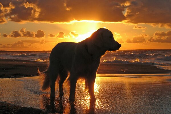 Perro en la orilla del mar al atardecer