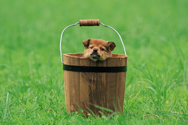 A puppy is sitting in a bucket in a green clearing