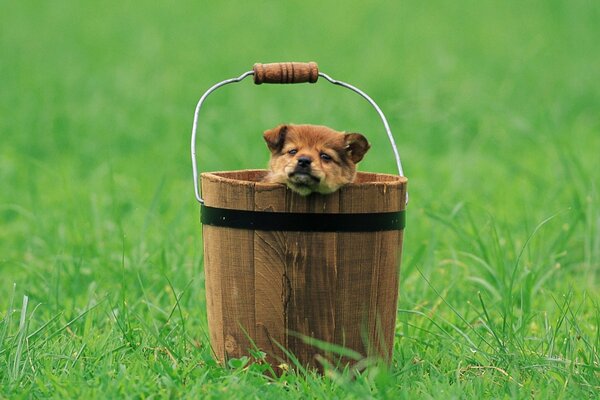 Cachorro en un claro verde sentado en un cubo