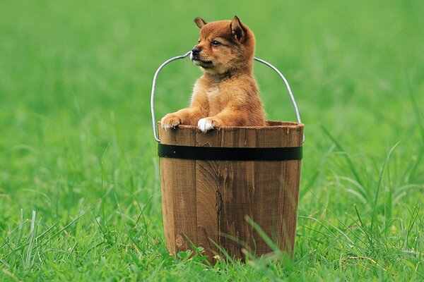 A little puppy in a bucket in a meadow