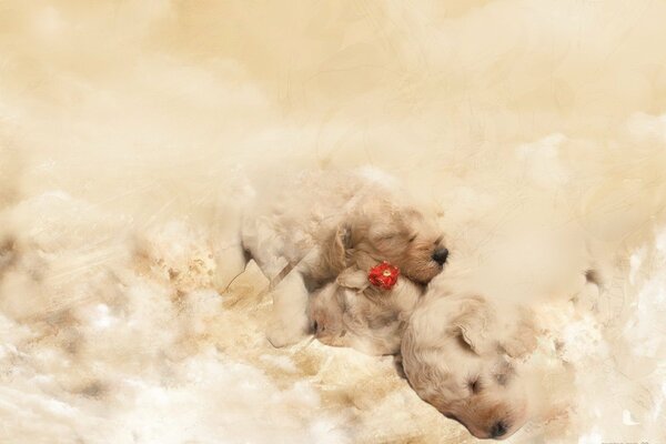 Pequeños cachorros en un fondo suave