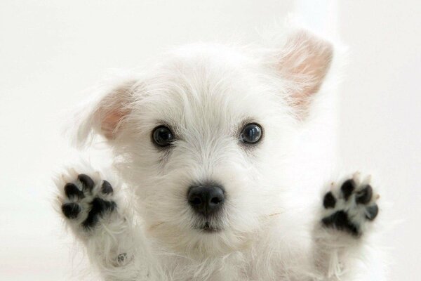 Cachorro curioso blanco con patas