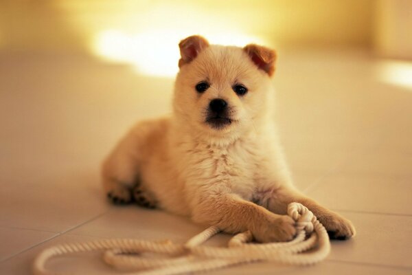 A puppy is playing with a white rope
