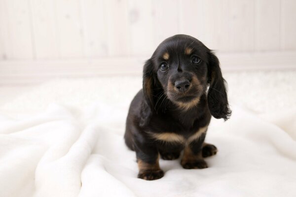 Un chiot teckel laisse de la laine dans toute la maison