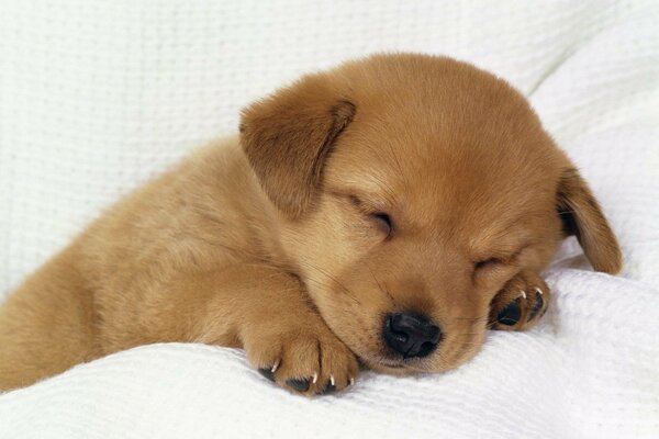 Stanco cagnolino dorme profondamente