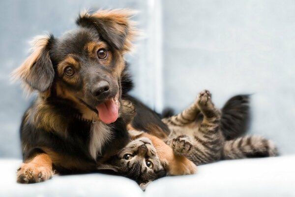 Hund und Katze sind unzertrennliche Freunde